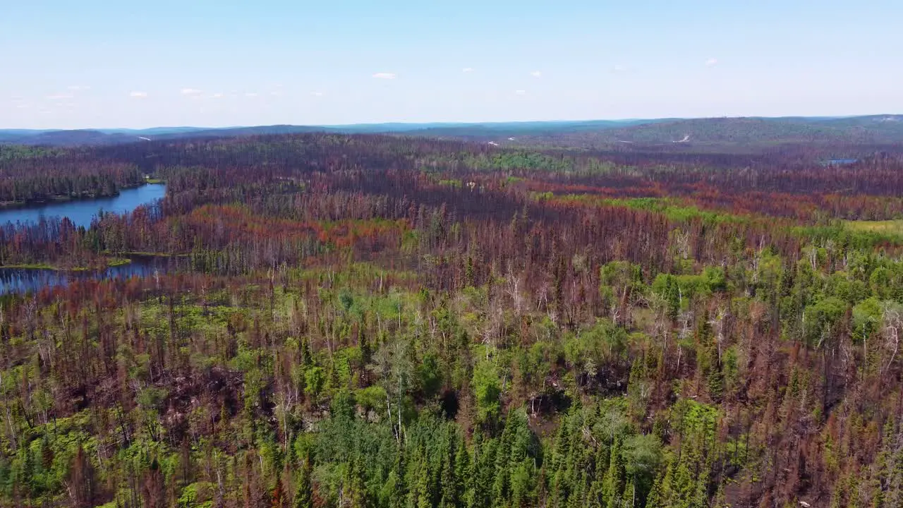 Fly Over Damage Conifer Forest After Wildfire Near Lebel-Sur-Quévillon Québec Canada