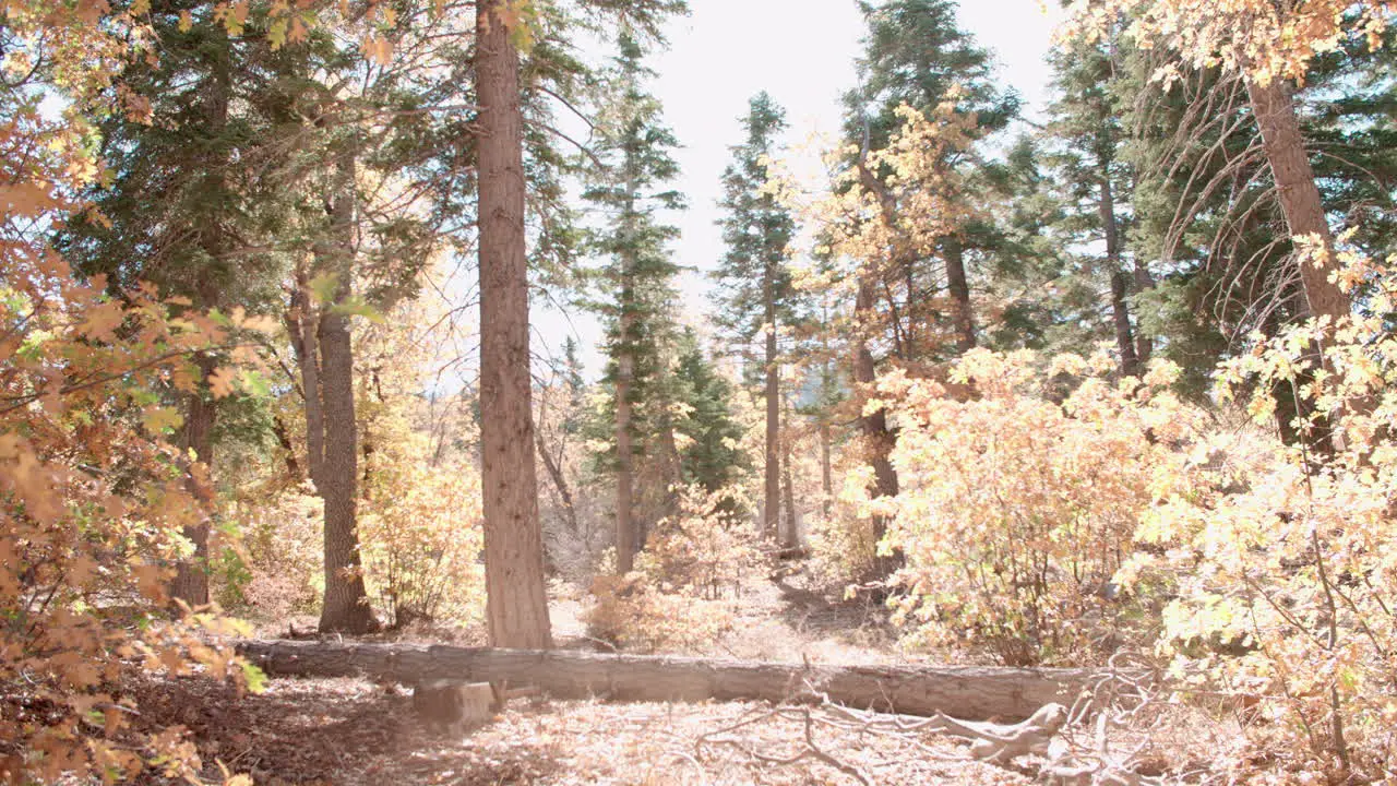 Energetic parents and two kids running in forest side view