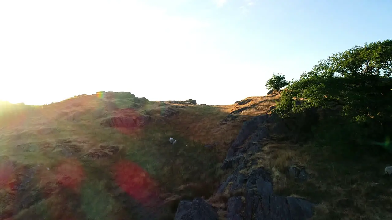 Drone shot showing sheep on the rolling countryside and the buildings beside Lake Windermere Lake District UK