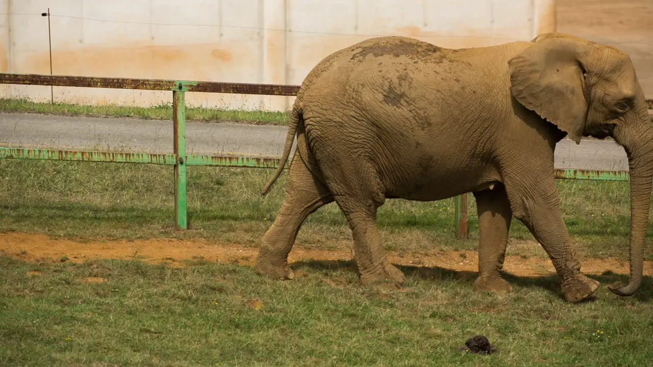 Elephant in Zoo 106