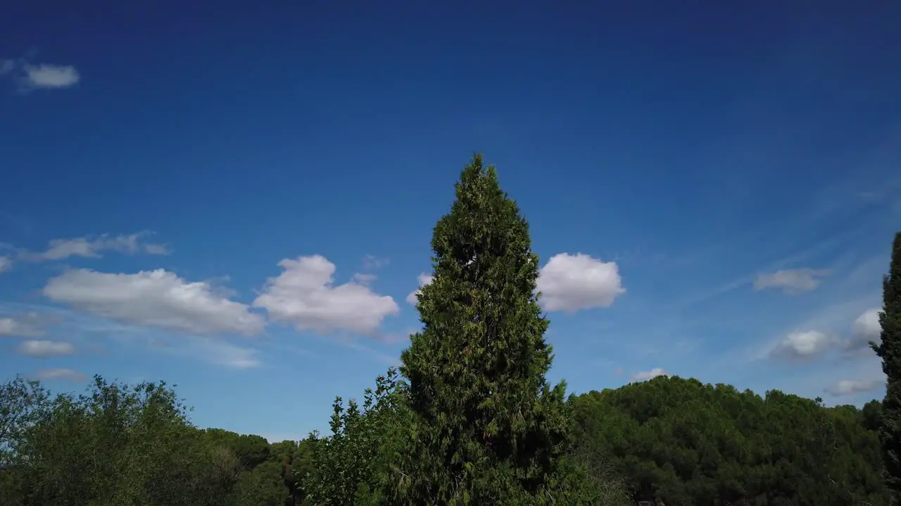 Motion lapse moving to the right of a light cloudy sky over trees in a windy day