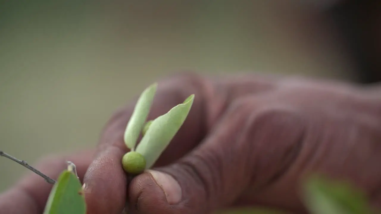 Closeup of a hand holding a berry and leaves between his fingers