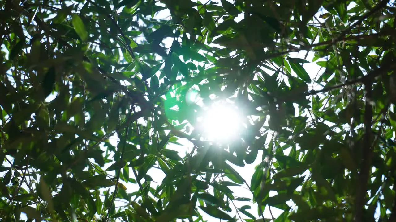 Sun shining with stars through the green leaves of an olive tree with fruit branches swaying in the wind