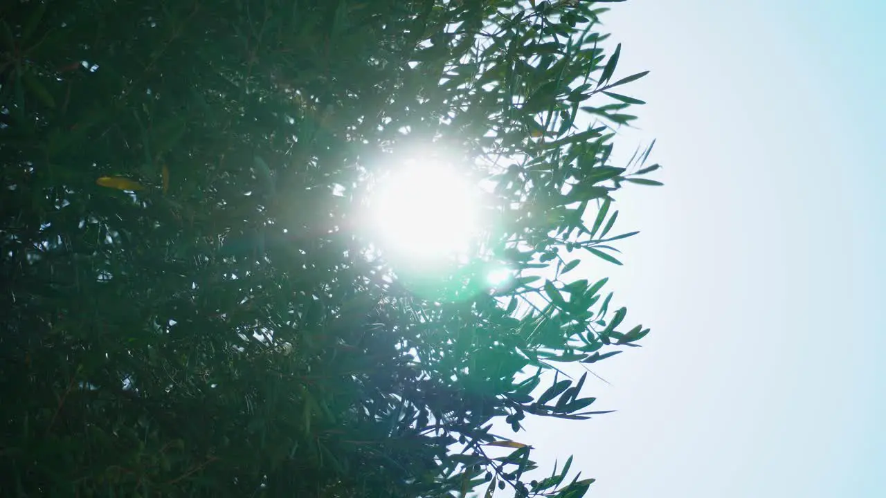 Powerful mid-day sunshine passing through olive leaves with fruit