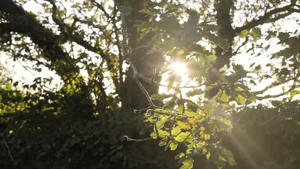 Dazzling Sun Shining Behind Tree Branch With Leaves During Autumn