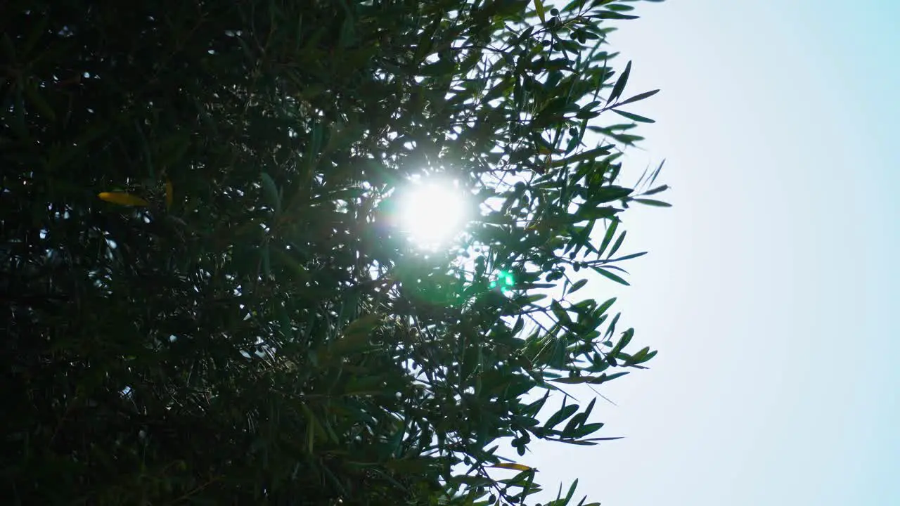 Scintillating circle of the Sun growing and contracting through the branches of an olive tree waving in the wind