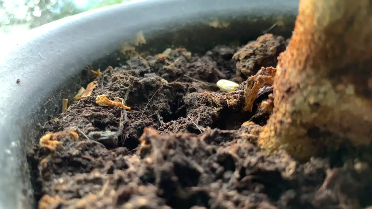 A piece of orange tree in a flower pot brown earth around the tree the flower pot stands on a window sill in the house by the window