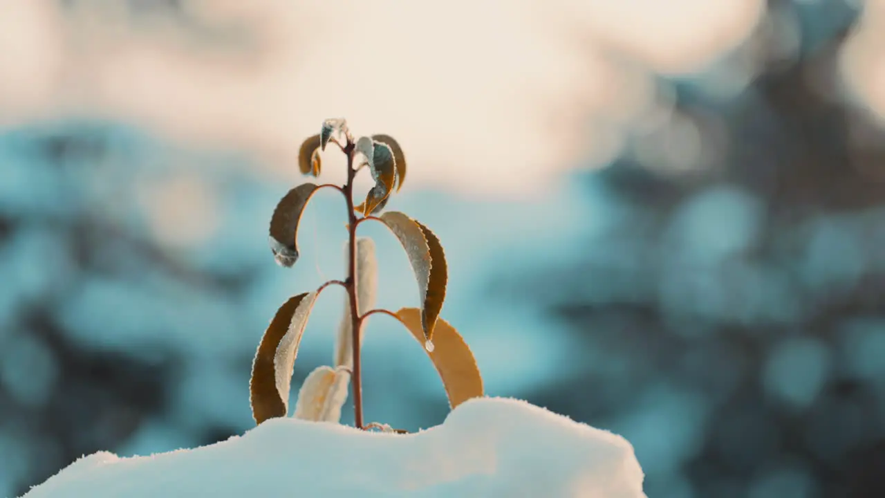 Cinematic shot of a frozen leaved Plant covered in snow during a cold golden hour sunrise with beautiful morning orange sky