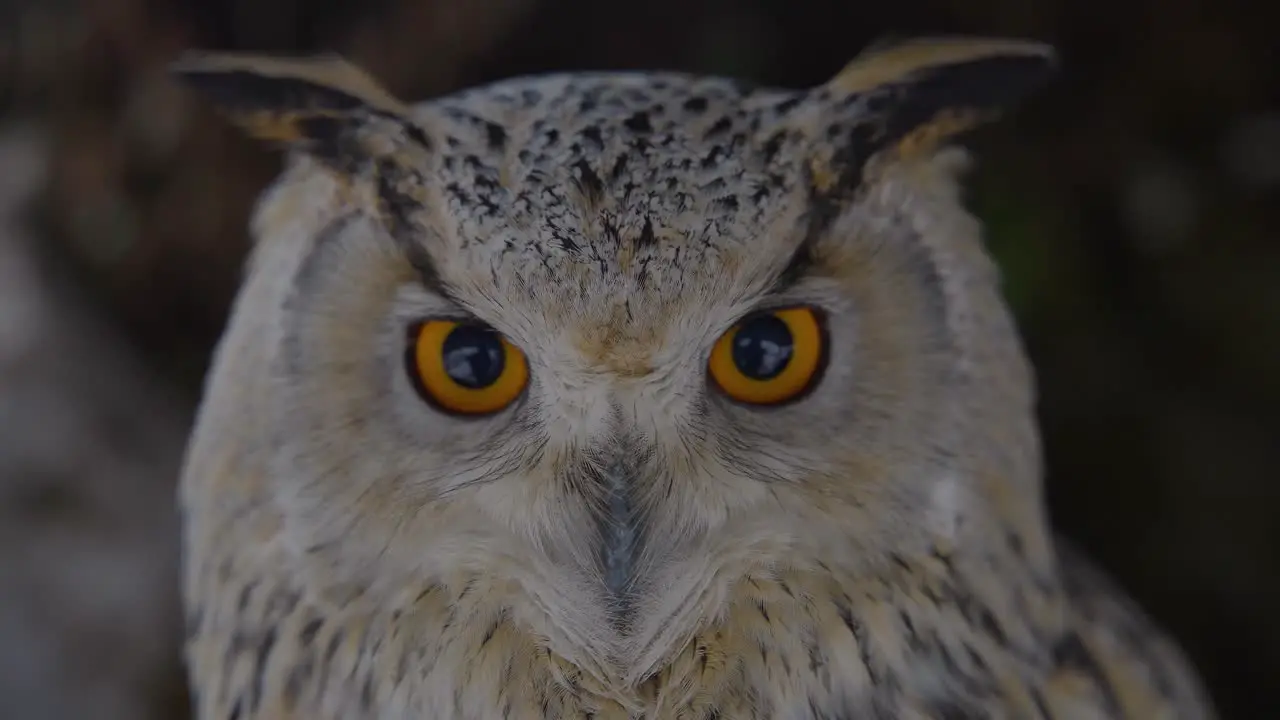 Close up of an owl face in slow motion with detail and colorful eyes beak and feathers