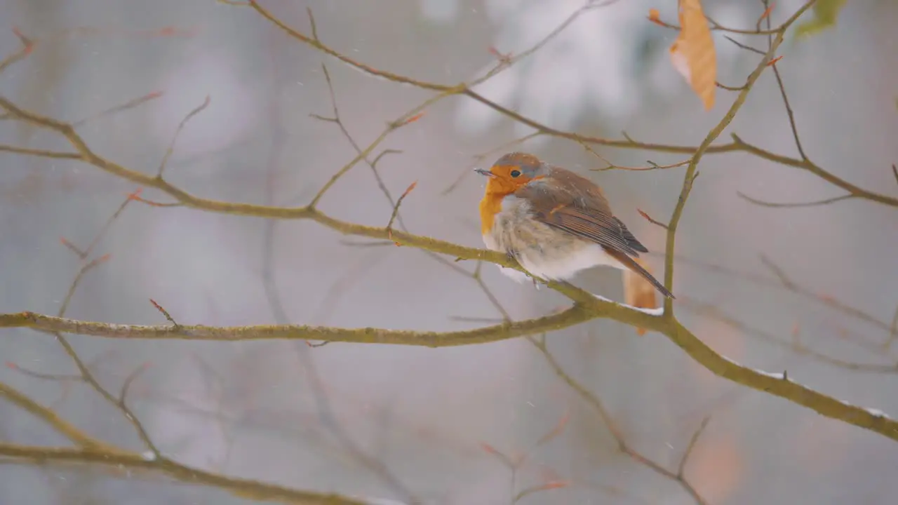 Female European Read Breast Robin Perched on Branch Cold Winter Day Close Up Slow Motion