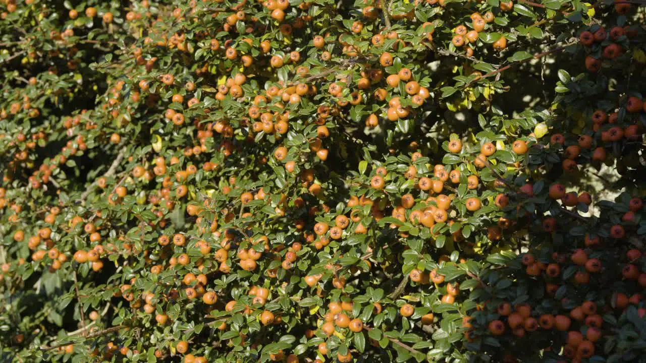 Densely Autumn Plant With Orange Fruit Berries