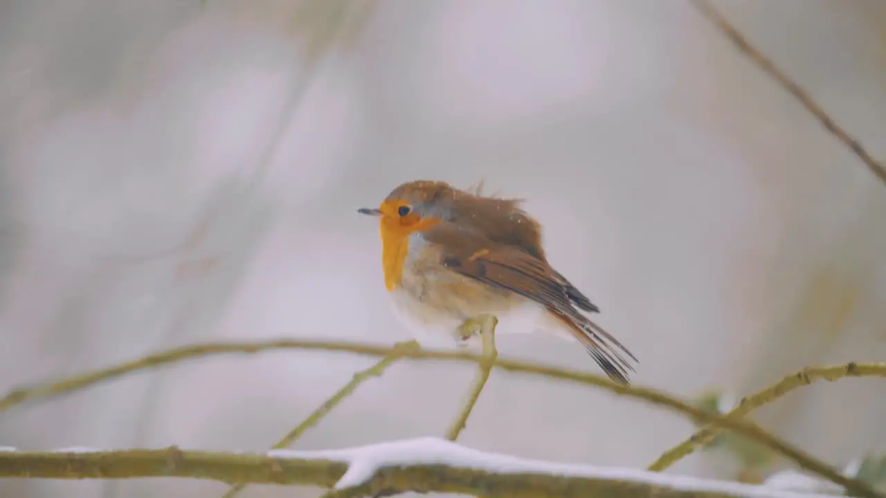 European Female Robin Take Off and Fly Away from Tree Branch in Winter Slow Motion Close Up