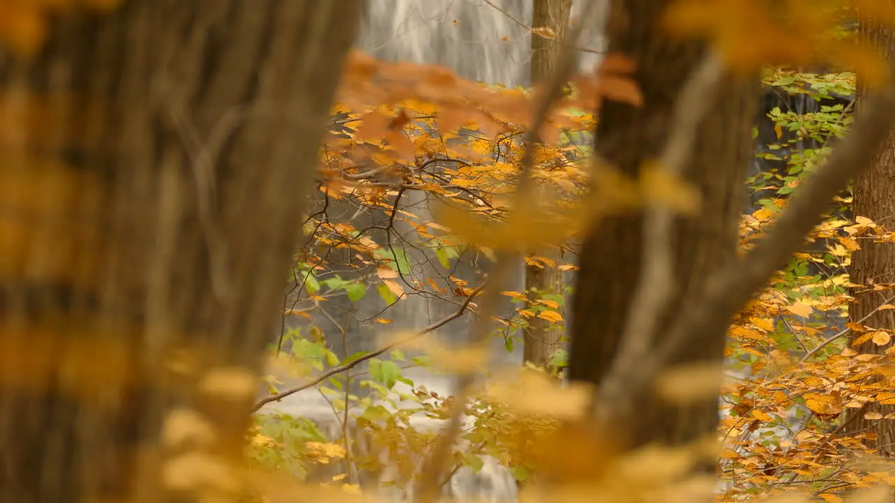 Powerful waterfall behind beautiful dense orange foliage