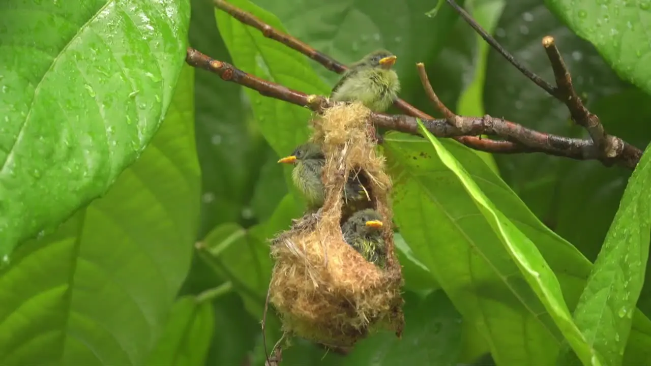 three cute orange bellied flowerpecker chicks under the rain