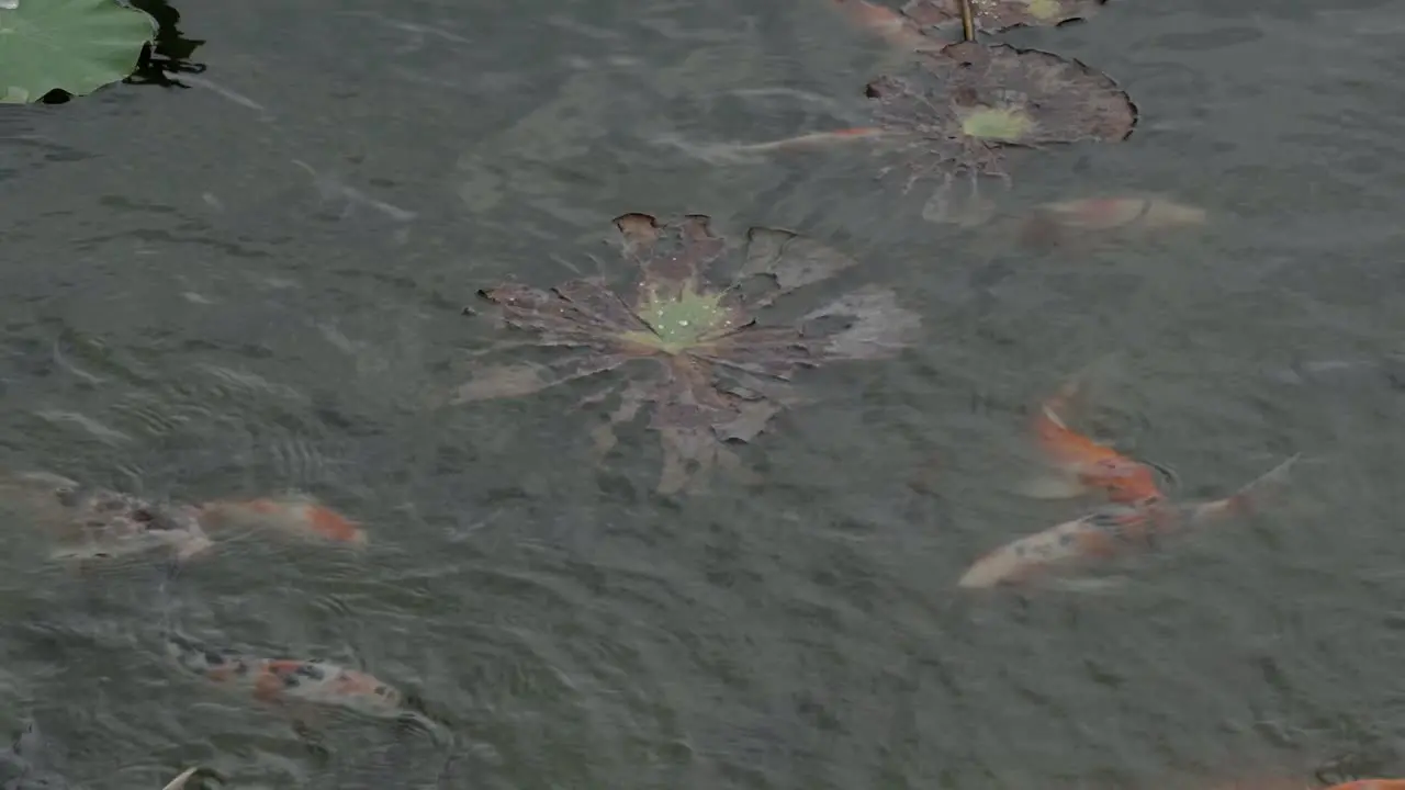 A group of Koi fish feeding on the surface of a garden pond many different orange and white scale variations which are used to identify and name the various fish