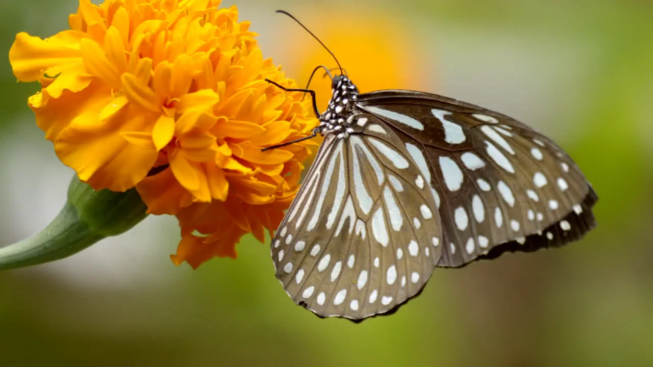 Butterfly in a Marigold flower