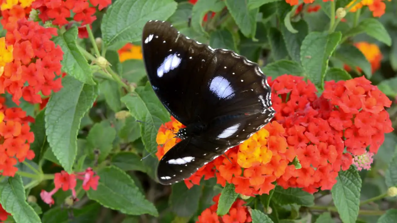 A beautiful big butterfly on the orange flower