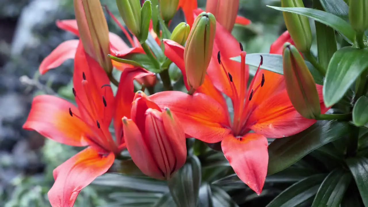 Orange Lily in full bloom