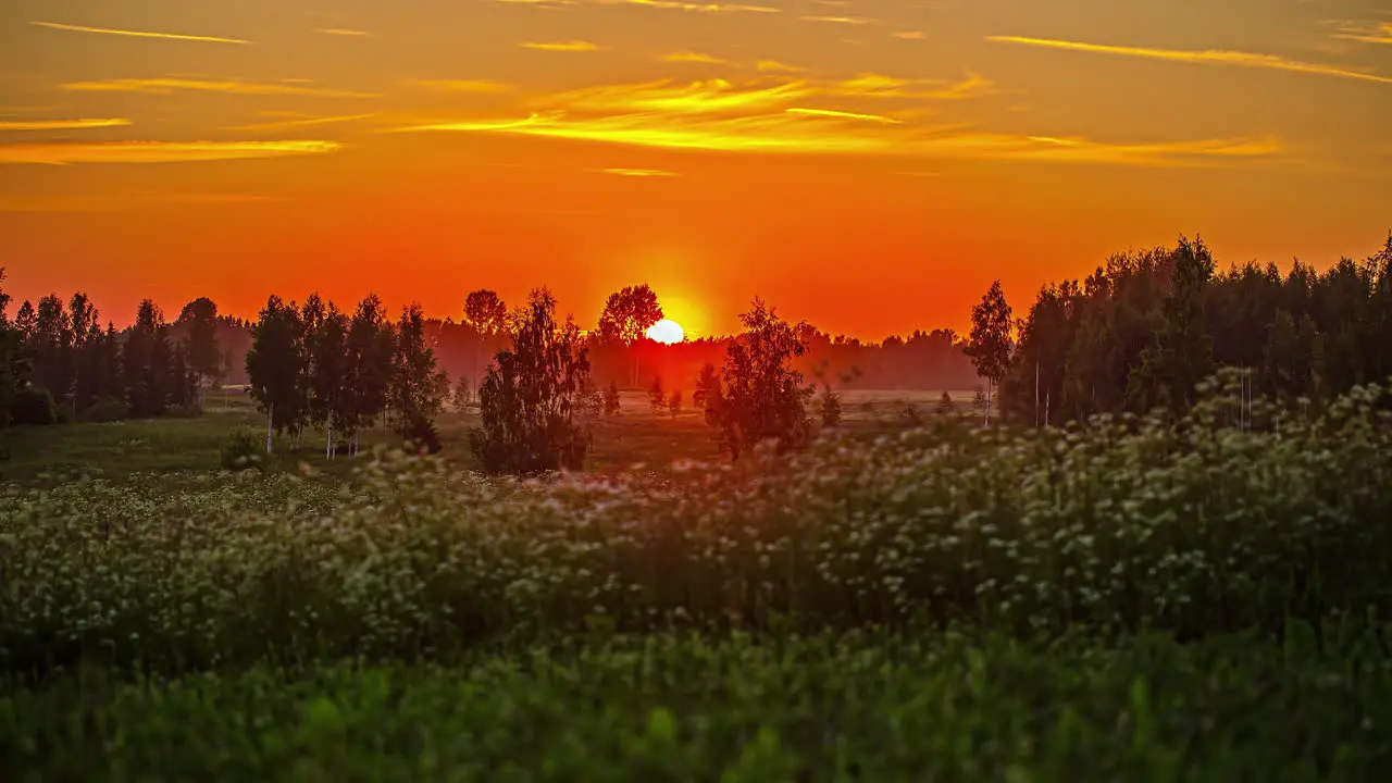 Sunset time lapse with sun in a fiery orb descends below the horizon in a wildflower and a forest landscape