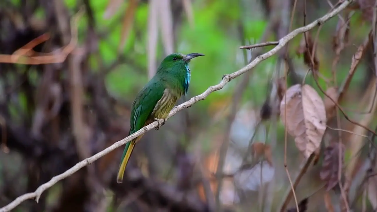 The Blue-bearded Bee-eater is found in the Malayan peninsula including Thailand at particular forest clearings