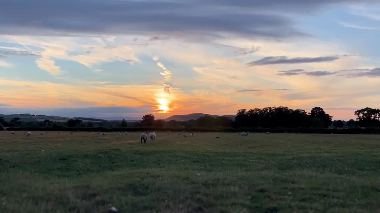 Two happy sheep running through a field at sunset in Wood Stanway Cotswolds England