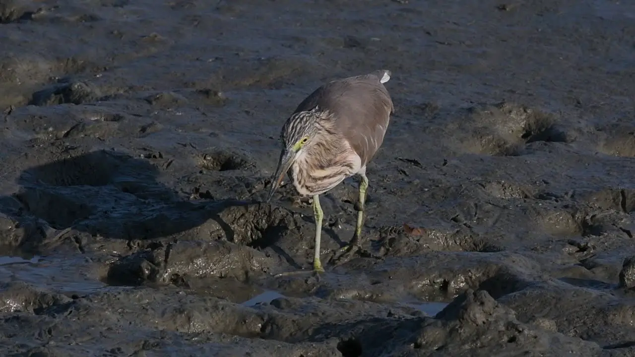 One of the Pond Herons found in Thailand which display different plumages according to season