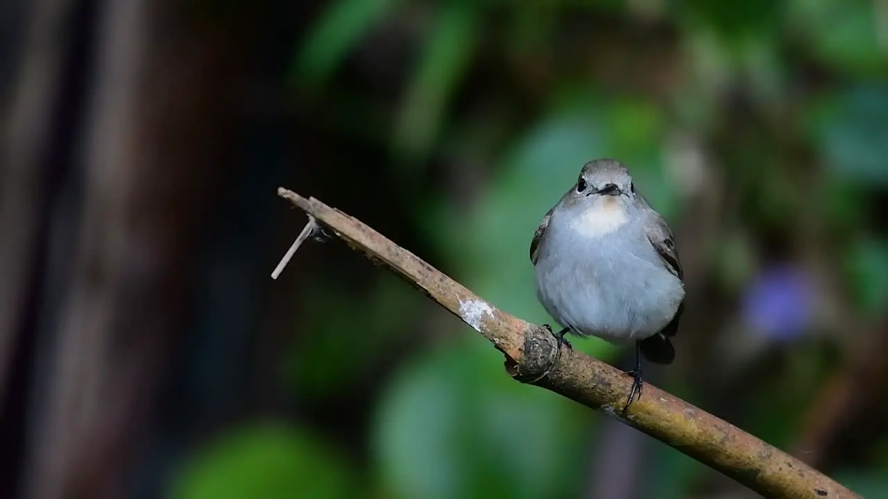 Taiga Flycatcher Female 