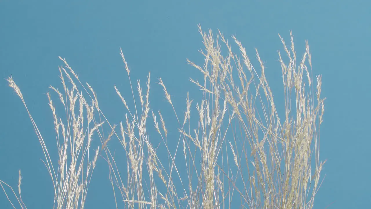 Medium shot of a group of grasses waving in a strong breeze