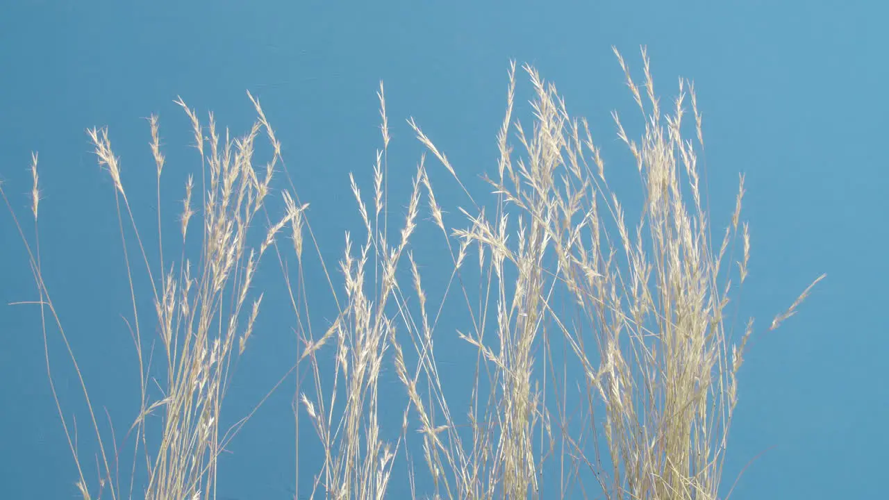 Medium shot of a group of grasses waving in the breeze