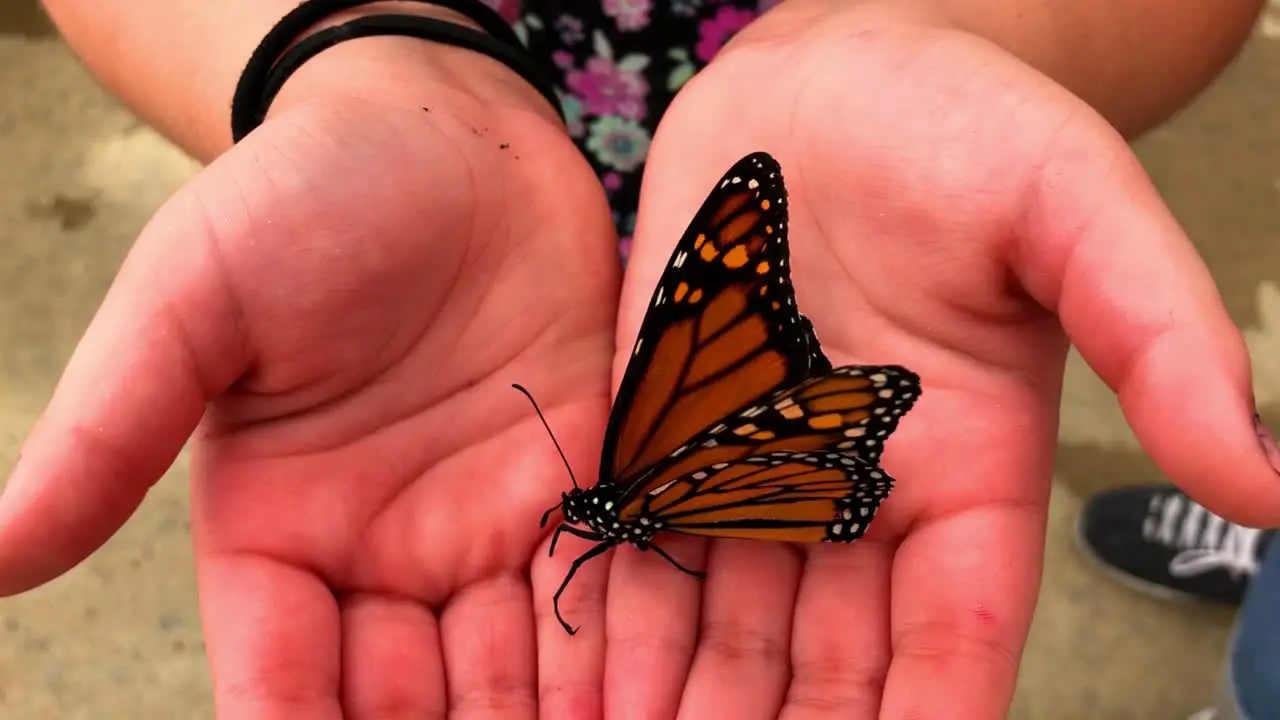 Butterfly hangs onto little girls hand opening and closing showing its beautiful wings