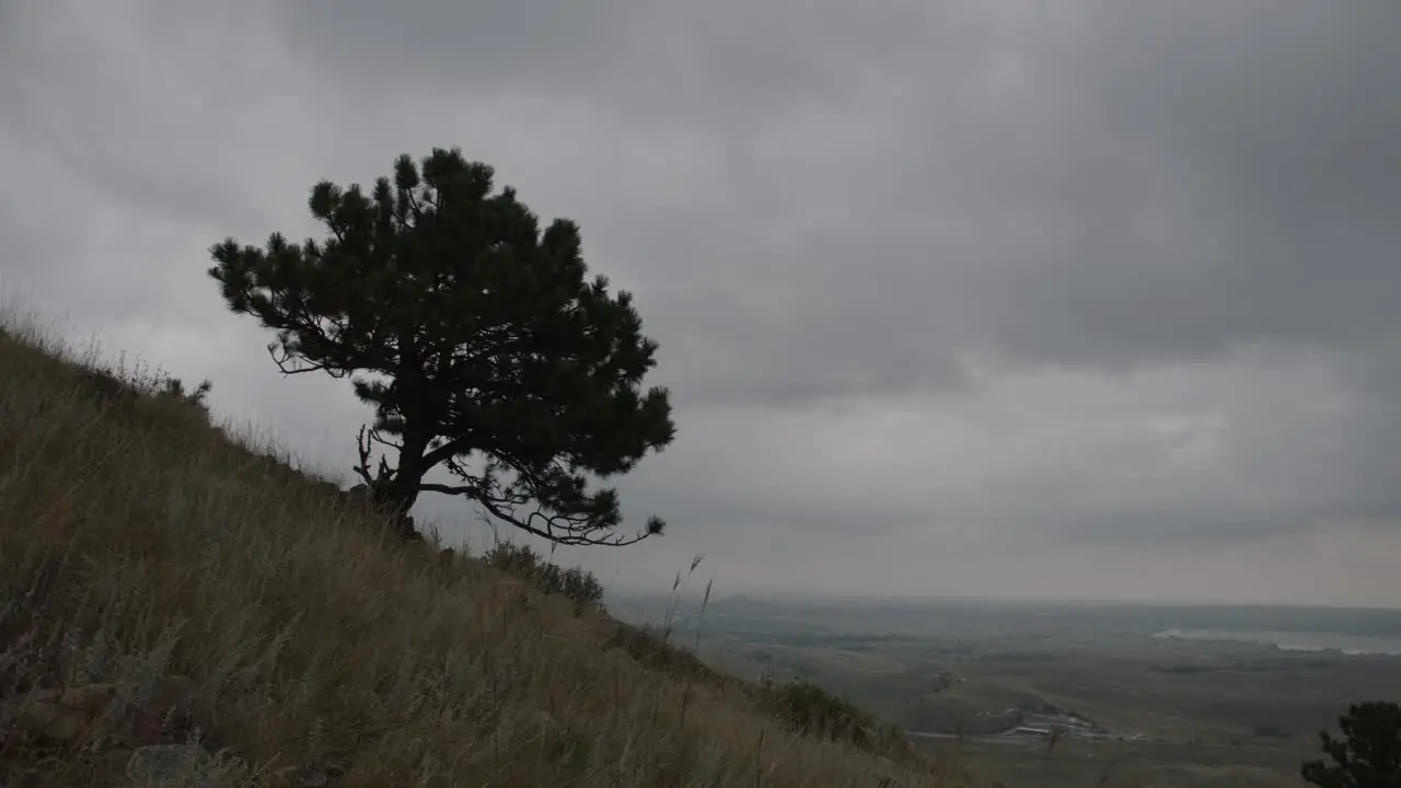 Cloudy grey hike with singular tree on the Rocky Mountainside