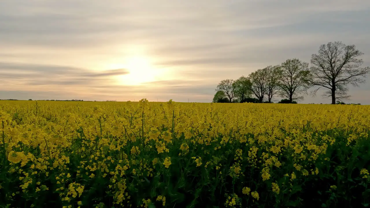 Field of yellow rattle flowers at sunset behind clouds in rural area