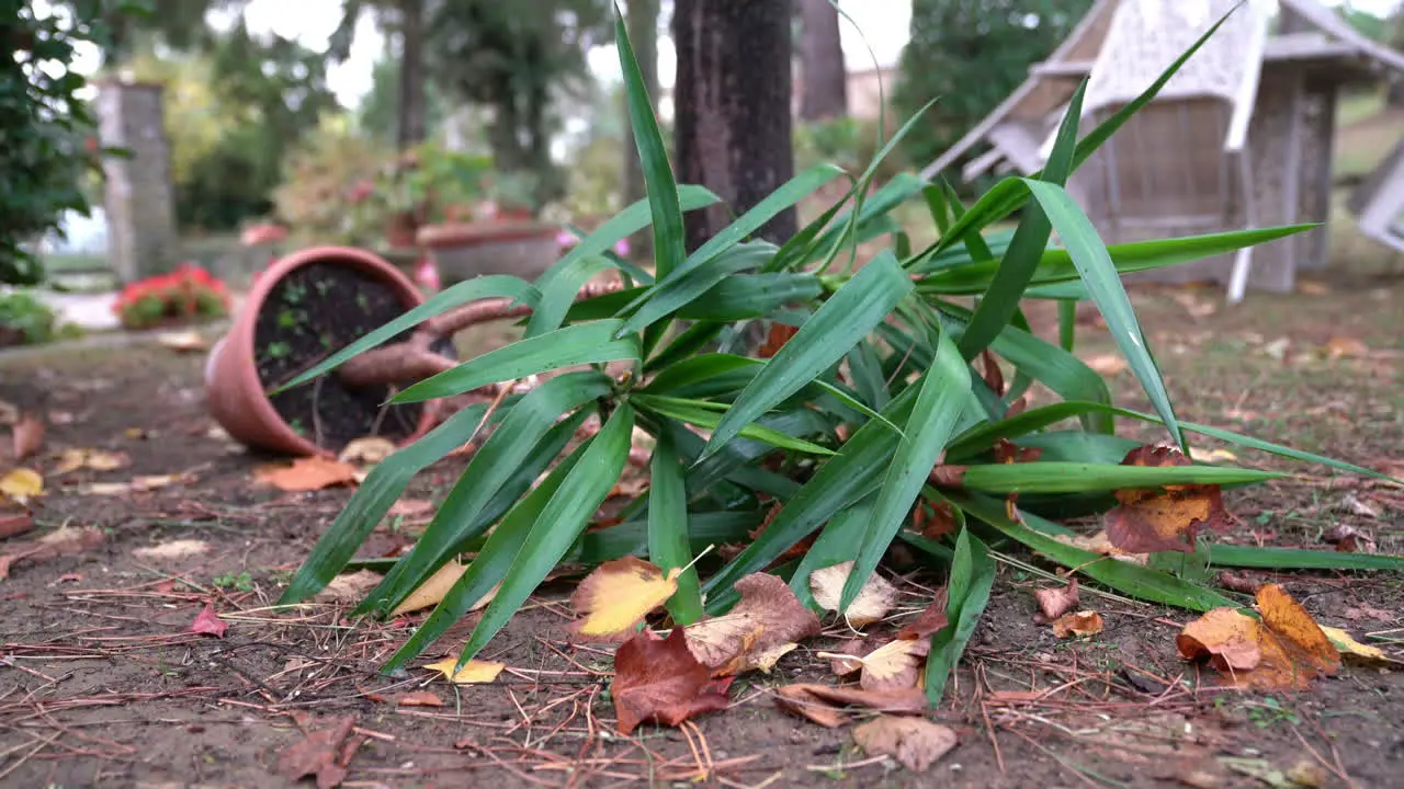 After an aggressive storm a big plant thrown down on earth by the wind