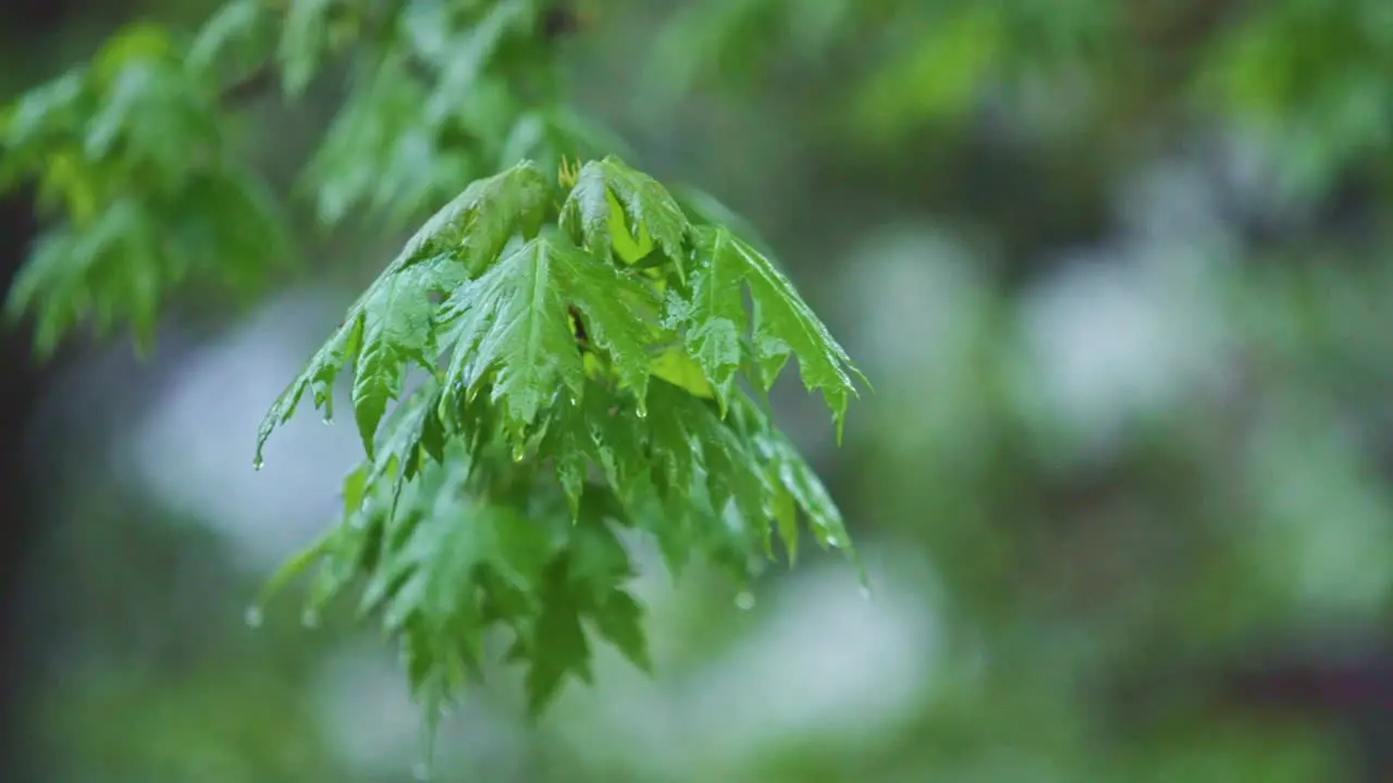 Steady Rain Falling on Tree Branches with Leaves Super Slow Motion