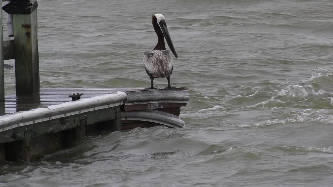 Brown pelican stands on edge of dock with violent current and waves