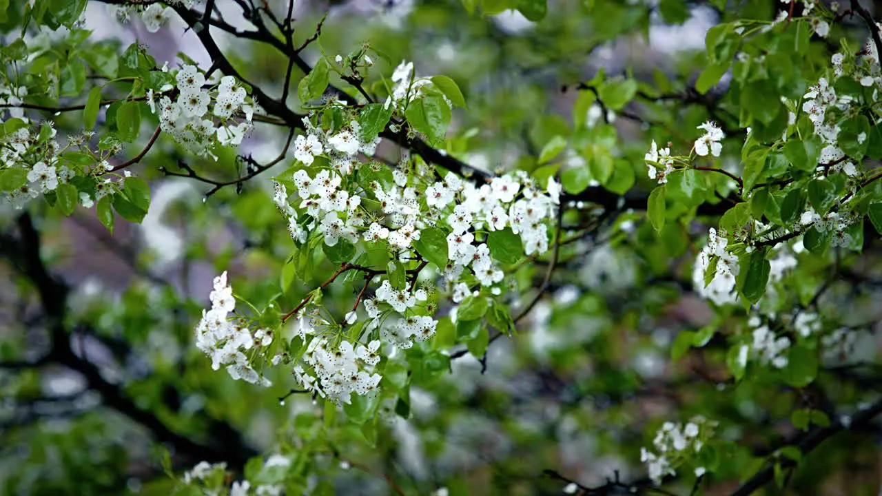 Steady Rain Falling on Flowered Tree Branches with Leaves Real Time