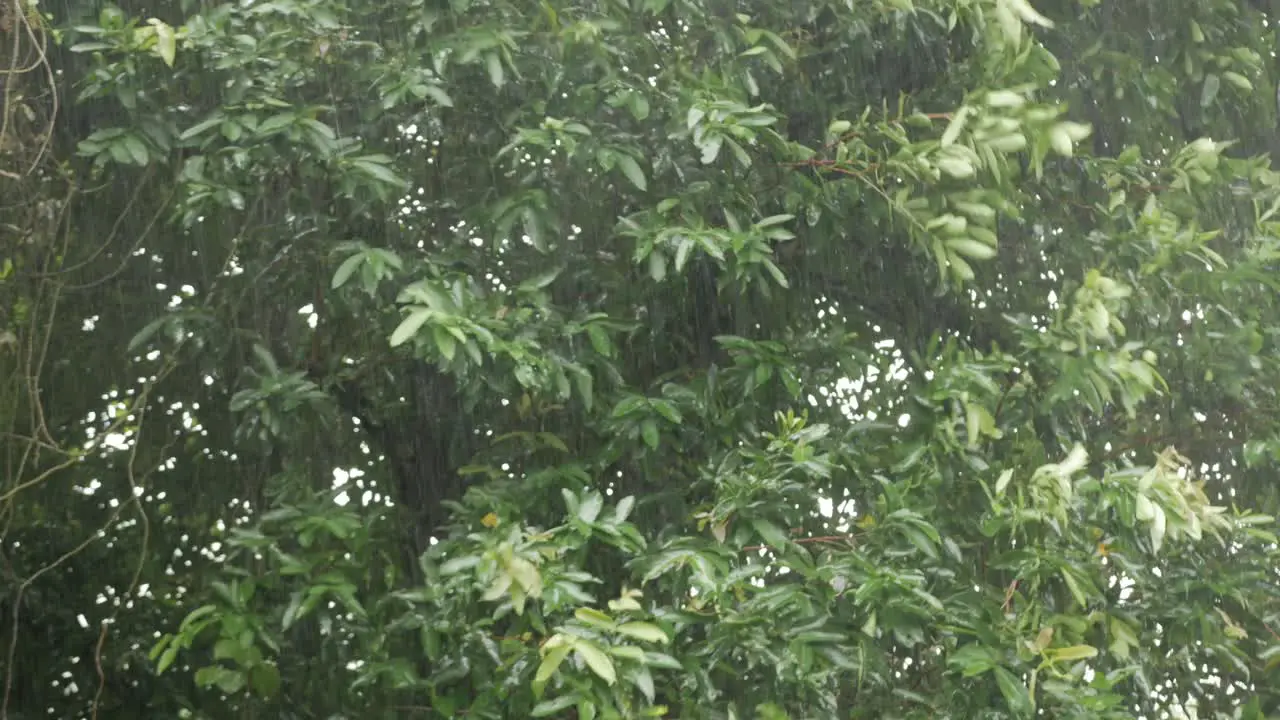 Heavy rain with wind blowing to the big tree with green tree leaves in raining storm day