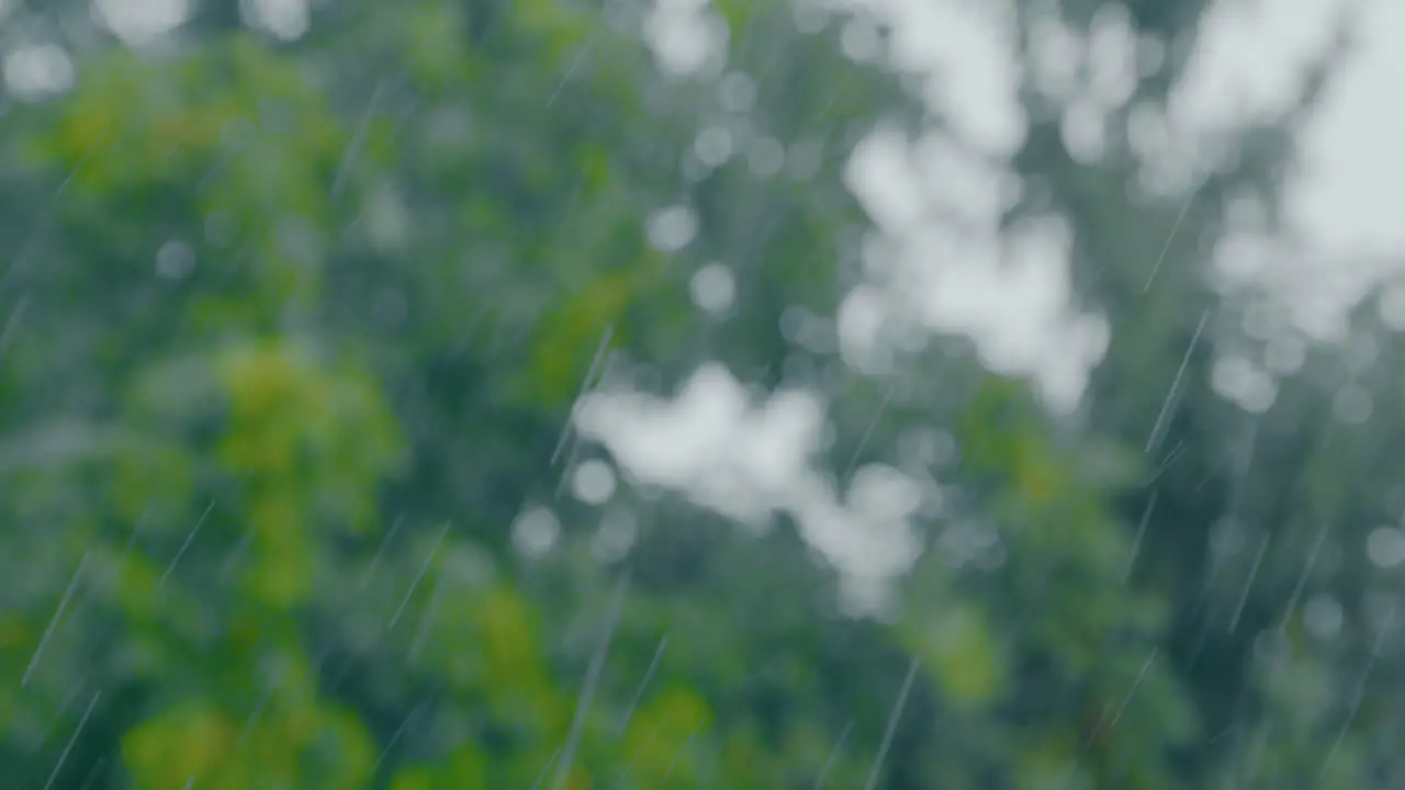 Pan across trees during a heavy rainfall