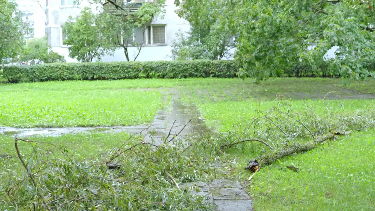 Fallen tree branch on walkway after storm