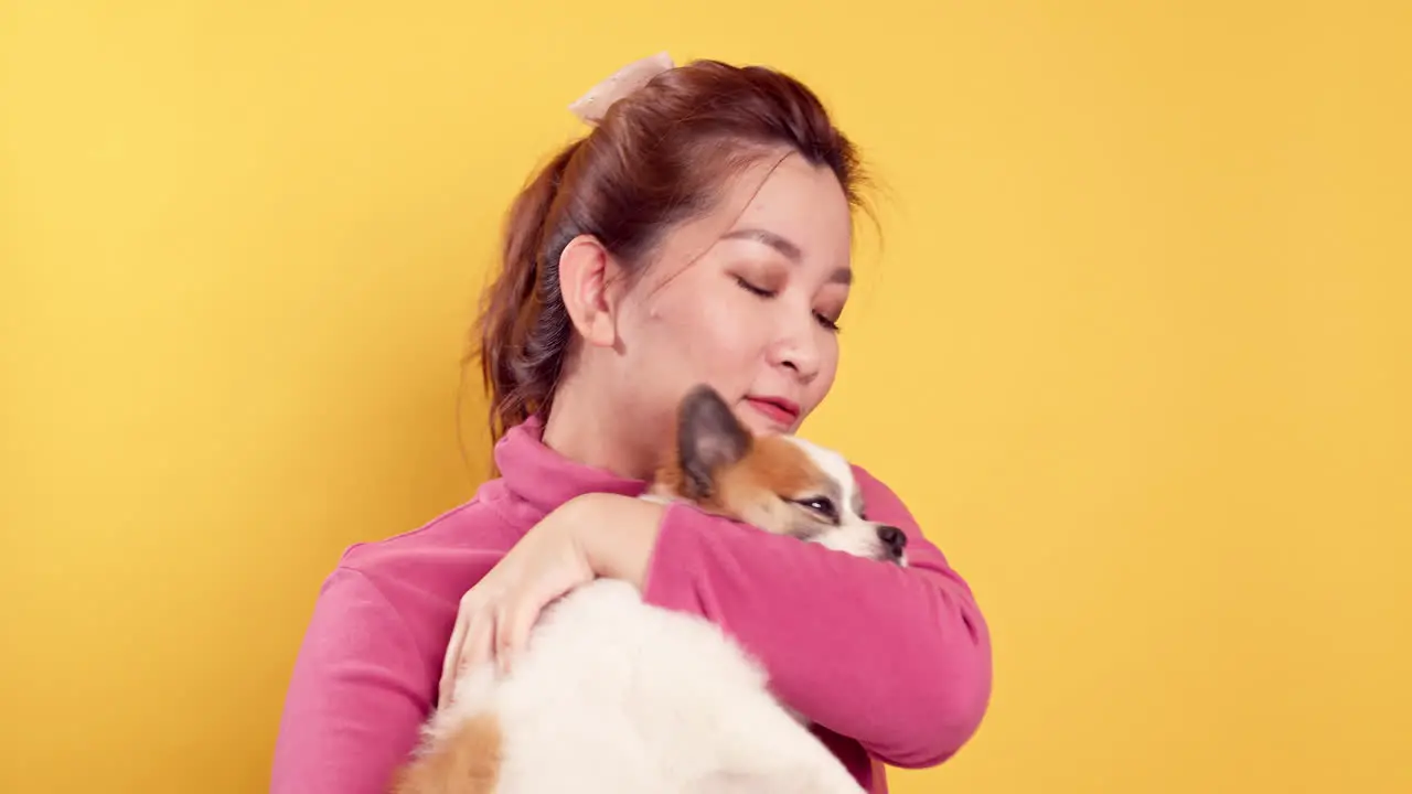 Asian women show love and play with chihuahua mix pomeranian dogs for relaxation on bright yellow background