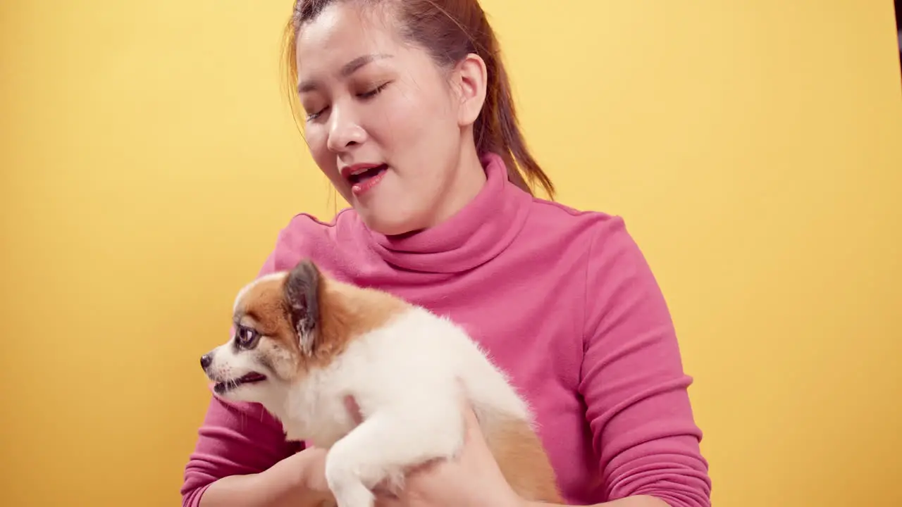 Asian woman playing with chihuahua mix pomeranian dogs for relaxation on bright yellow background-5