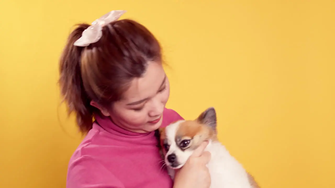 Asian gorgeous young show love and play with chihuahua mix pomeranian dogs for relaxation on bright yellow background-1