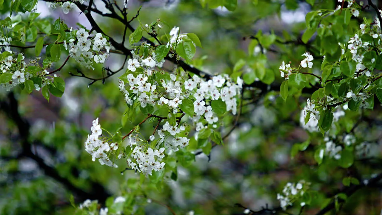 Steady Rain Falling on Flowered Tree Branches with Leaves Slow Motion