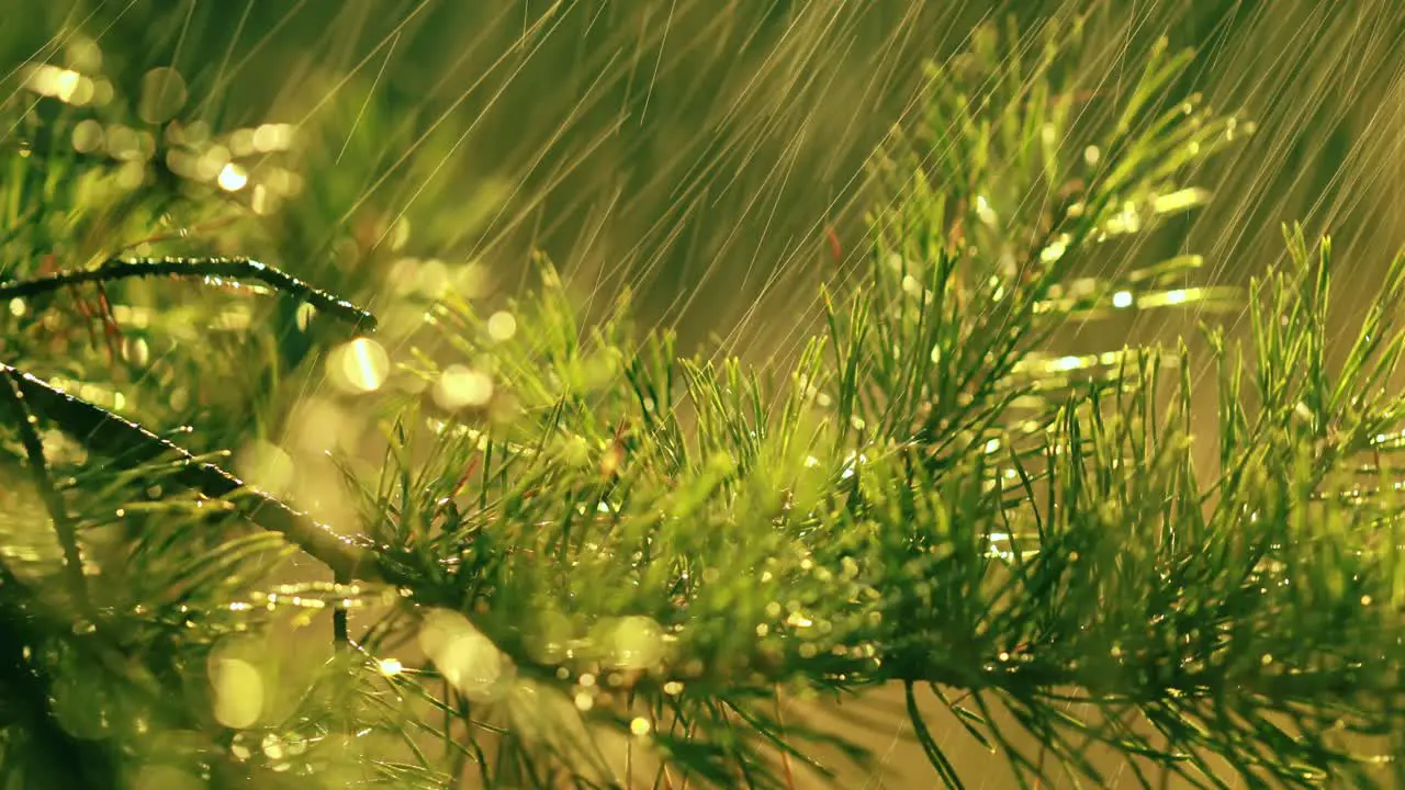 Fir branch and rain drops closeup