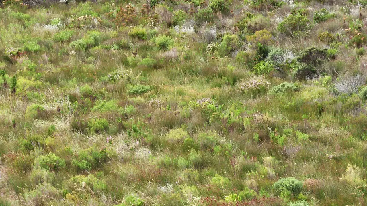 Strong wind whipping through the heather on a hill slope creating wave like patterns