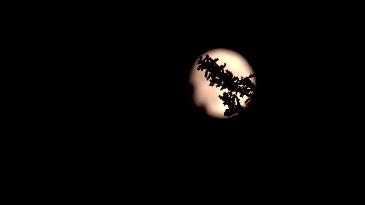 Pine tree branch against a background of moonlight