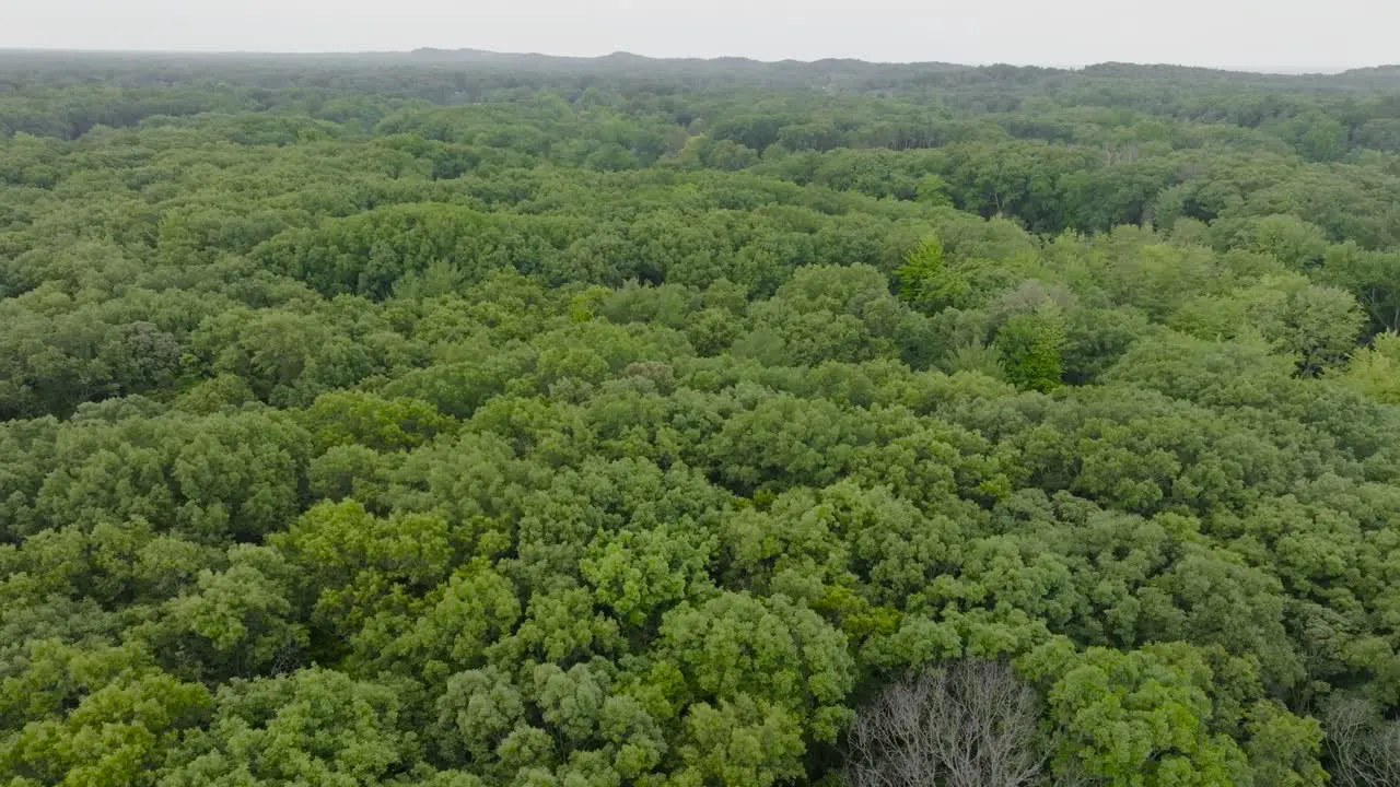 High angle of a small forested area