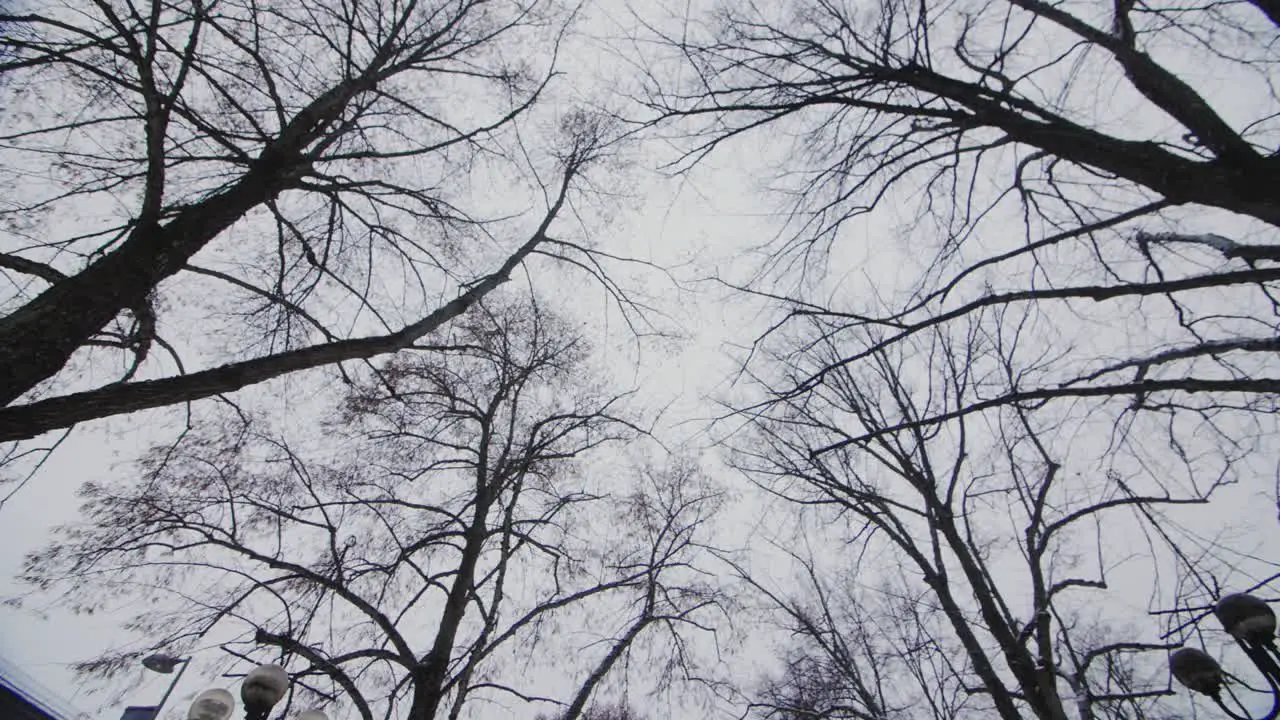 Tree branches over a white winter sky with blue color