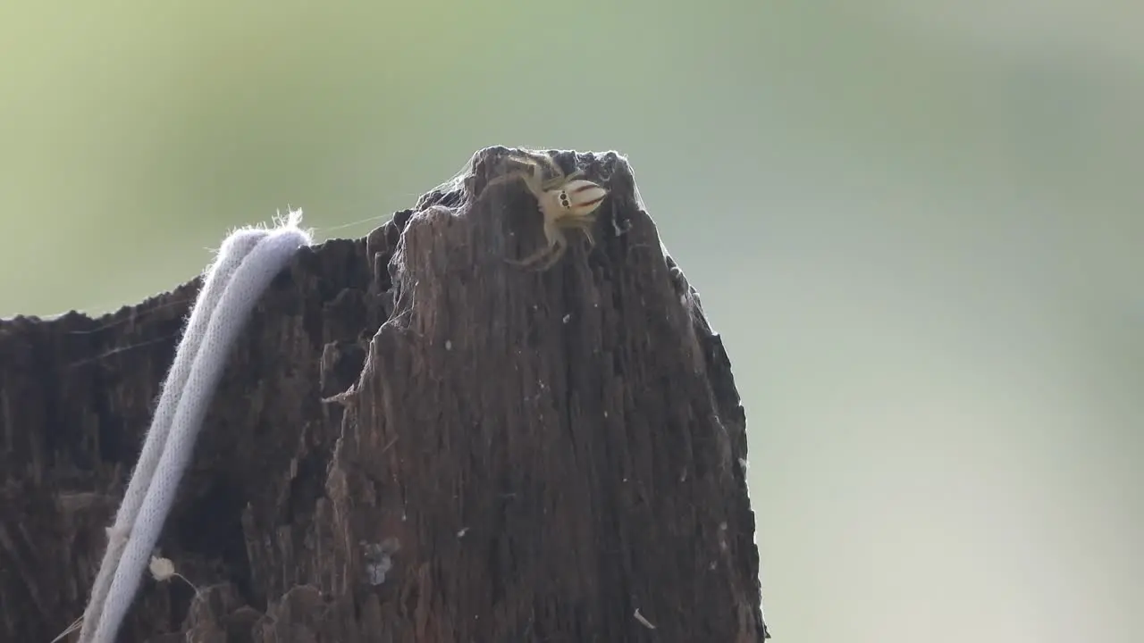 Spider in wood relaxing 