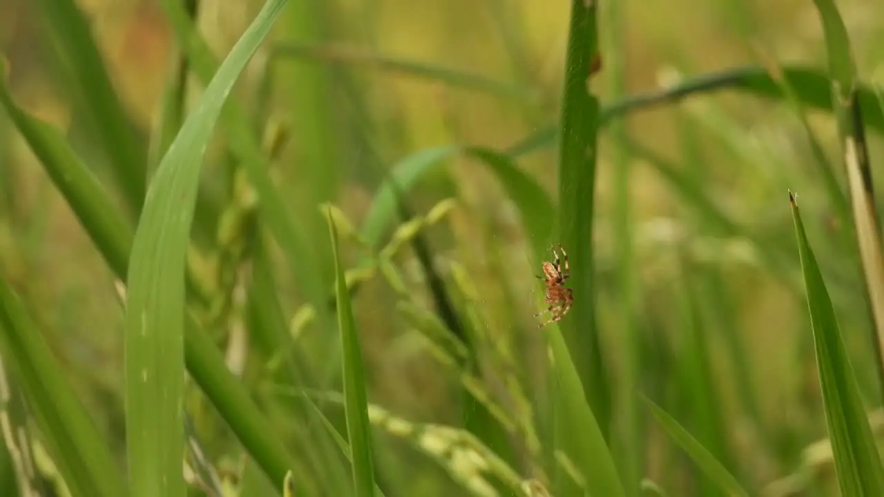 Spider in rice grass relaxing 